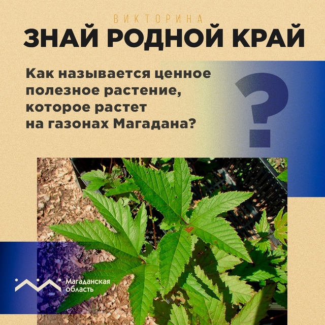 На магаданских газонах и в городском парке можно встретить травянистое растение, которое ценится за свои лечебные свойства и декоративный вид. Знаете ли вы